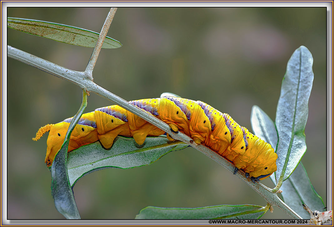 Sphynx tête de mort